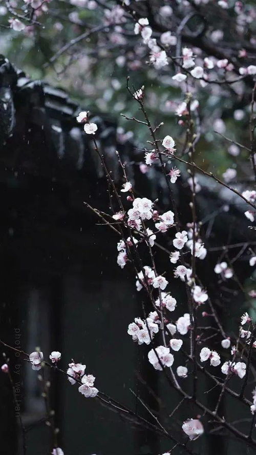 “小楼一夜听春雨”是什么意思?