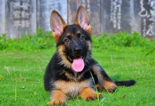 罗威纳犬多少钱一只