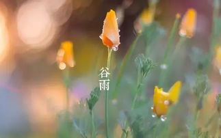 谷雨的诗句