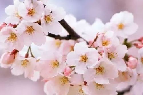 樱花花语是什么呀?