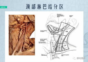 颈部六区是中央区吗