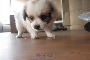 中华田园犬多少钱一只 一般100元左右一只