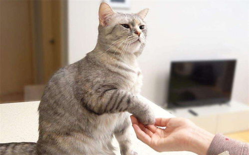怎么训练猫咪听话