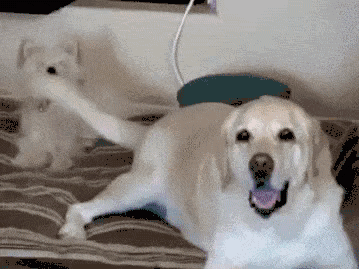 小狗摇尾巴是什么原因