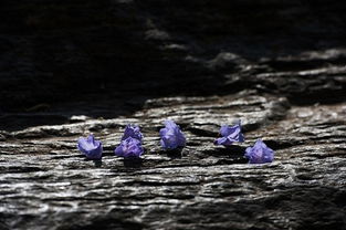 谁有“零落成泥辗作尘,只有香如故”的全诗