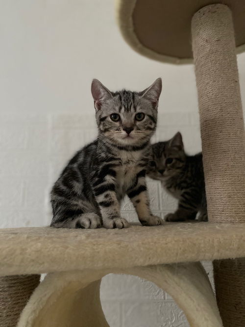 美短虎斑猫多少钱一只?