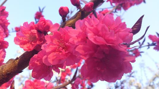 flower的中文意思是什么