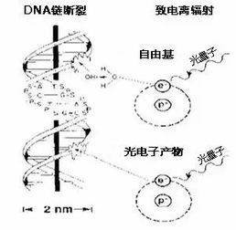 氘怎么读音 氘的读音是什么