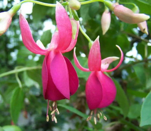 什么是灯笼花?