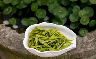 西湖龙井属于什么茶