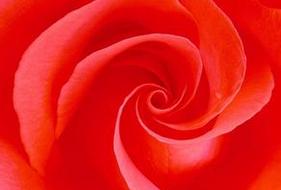 大红色和正红色有什么不同?用图片说明