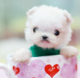博美茶杯犬多少钱一只
