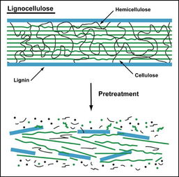 纤维素是由什么组成