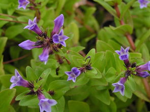 水八角有什么特殊功效的