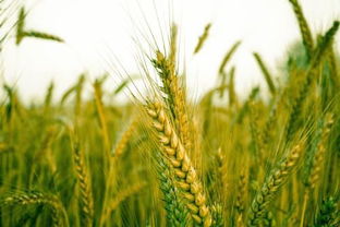 目前小麦或水稻价格多少钱一斤?