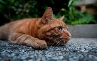 猫可以吃巧克力吗?