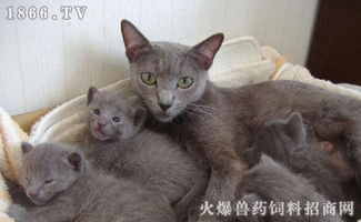 如何正确饲养宠物猫?