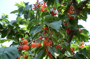 樱桃树嫁接方法有哪些