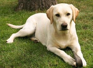 麻烦各位大神帮我鉴定一下,我家这个是不是拉布拉多犬?