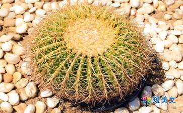 我的植物朋友作文300字(精选6篇)