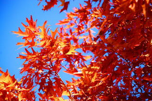 红枫叶有什么寓意