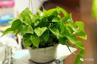 绿萝怎么养长得快?