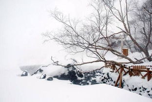 描写大雪的诗句，描写大雪的诗句古诗大全