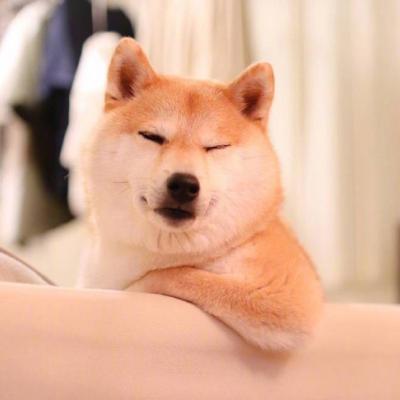 头像狗