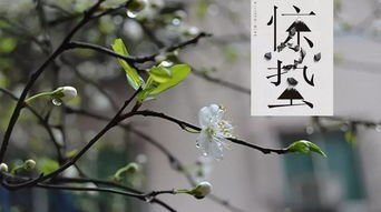 描写惊蛰的诗，描写惊蛰的诗句古诗