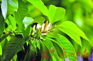 佛山的市花是什么