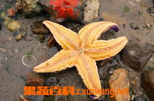 海星的功效是什么