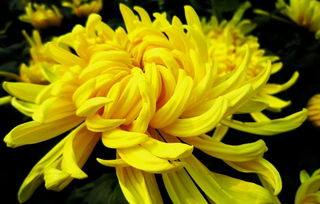 菊花花语—各种菊花的花语大全 菊花花语是什么