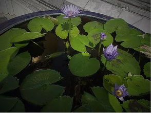 缸栽荷花的种植方法，缸栽荷花的种植方法和技术