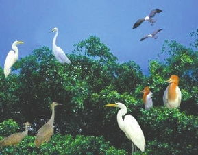 《鸟的天堂》作者是?