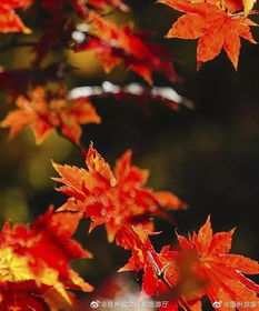 满山的枫叶像什么怎么写?