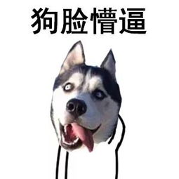 带狗字的成语，带猪字的成语