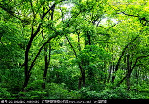 绿树成荫是什么意思