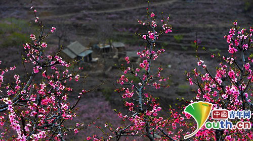 桃花绽放的演员