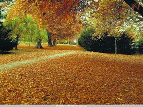 《秋天的怀念》表达了作者怎样的情感?