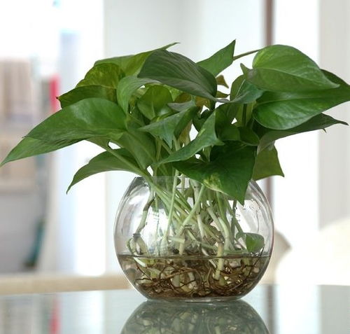 水培绿萝的养殖方法