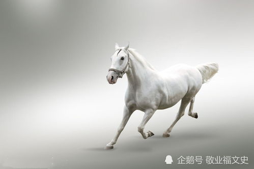 赤兔打一字是什么(赤兔打一字是什么字)