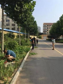 社区环境整治，社区环境整治志愿服务活动