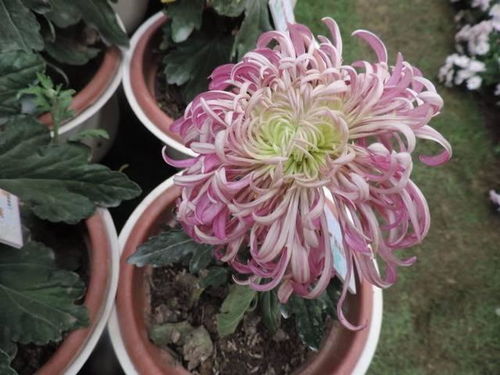 爆菊花什么感觉
