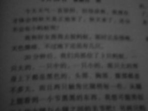 观察蚂蚁作文