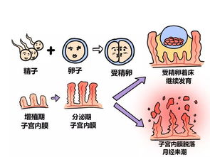 pgd，苹果电脑