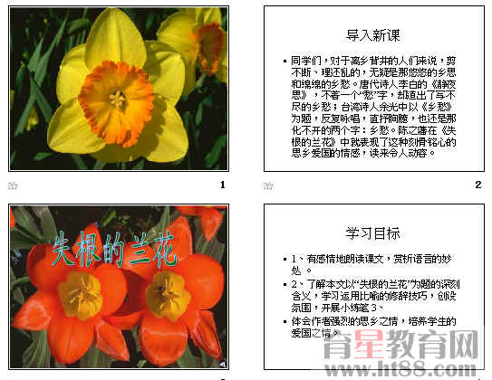 什么是"失根的兰花"?