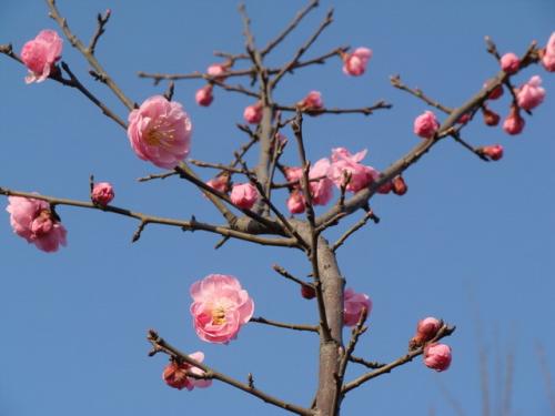 梅花的外形特点简单介绍