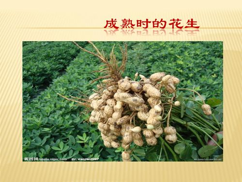 落花生，落花生告诉我们一个什么道理