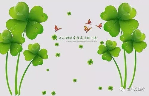 四叶草的唯美花语是什么