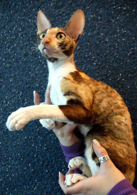 狗猫鼠读后感